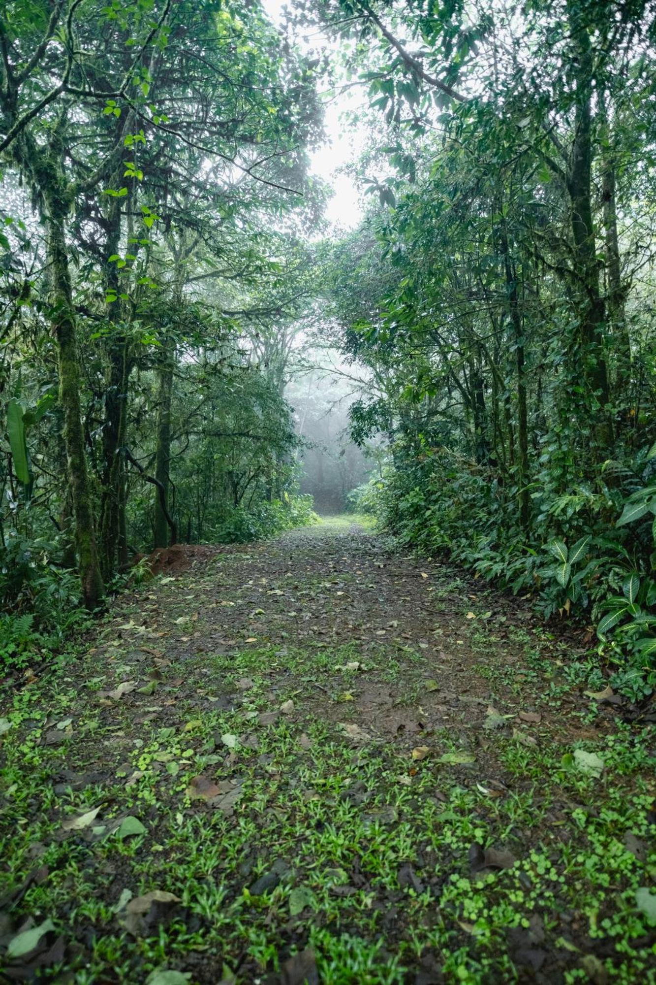 Villa Blanca Cloud Forest Hotel & Retreat San Ramón Exterior foto